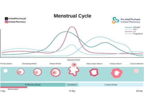 ماذا تشعر المرأة في فترة التبويض