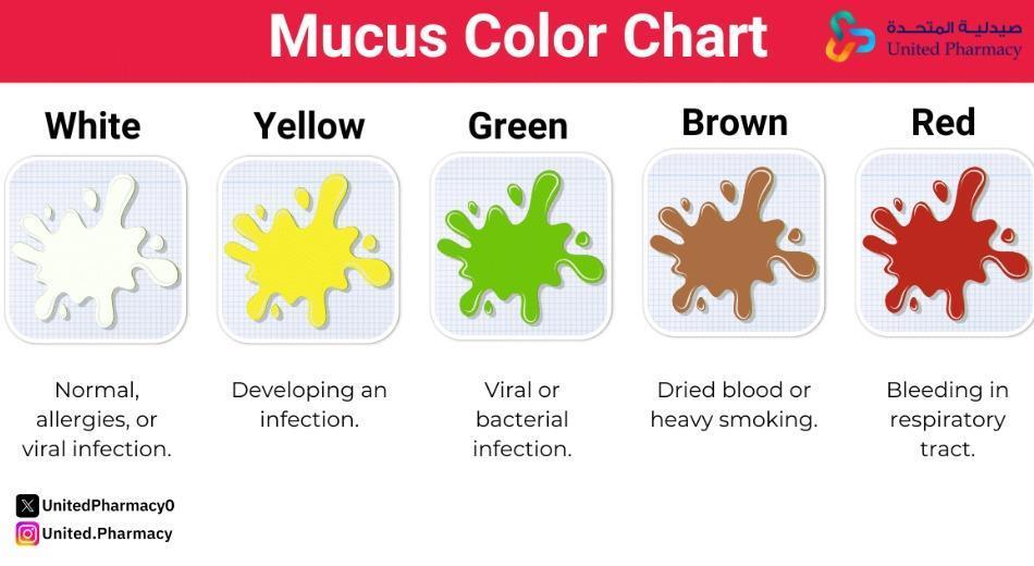 أنواع البلغم